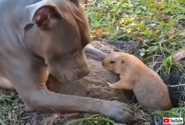 犬 ねえねえ なんで穴なんか掘ってるの プレーリードッグの邪魔をして怒られるピットブル マランダー