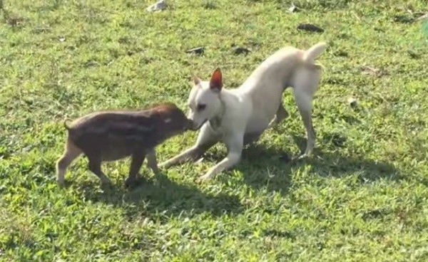 いっしょに遊ぼう いっしょに走ろう 犬とイノシシはベストフレンズ マランダー