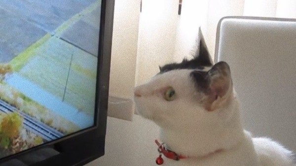 あまちゃんのテーマソングを聞き逃さない猫のたまさん 虹の橋の向こうへ逝く マランダー