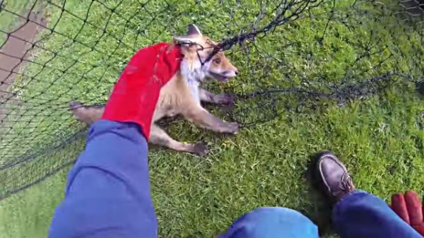 網に絡まったキツネを救え イギリスで動物たちに手を差し伸べるwildlife Aid財団の活動を見てみよう マランダー