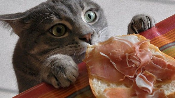 現行犯逮捕 ご飯を狙う猫たちの犯行現場17連発 マランダー