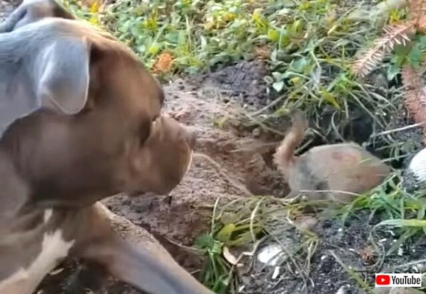 犬 ねえねえ なんで穴なんか掘ってるの プレーリードッグの邪魔をして怒られるピットブル マランダー