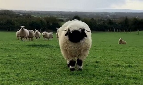 世界で一番かわいい羊 がオヤツ目がけてまっしぐら ヴァレー ブラックノーズの全力疾走がかなりキュートな件 マランダー