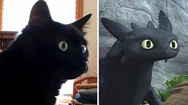 黒猫とナイト フューリーを比べてみた ドラゴンになりたかったかもしれない猫たち総集編 マランダー