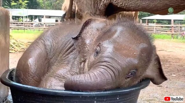 ゾウの赤ちゃん 生まれて初めてのバスタブに大はしゃぎで水遊びを楽しむ マランダー