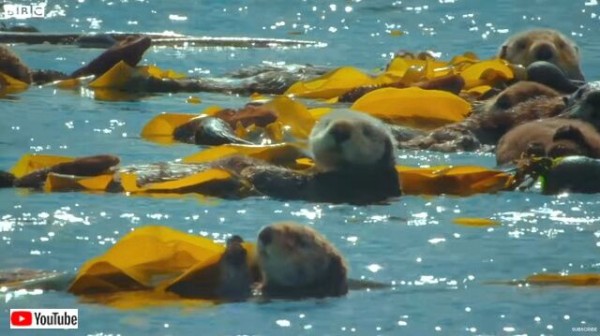 スパイカメラが映し出す氷河とラッコと海藻と 北の海に春が来るとこんな危険もやってくる マランダー