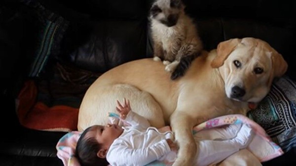 赤ちゃん ラブラドールの子犬 ラグドールの子猫の三つ巴でかわいさ3乗のお昼寝シーン マランダー