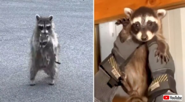 子供たちを迎えに来てね！」ガレージの中に潜むアライグマのお母さん
