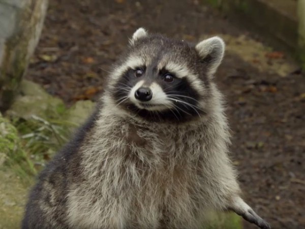 かしこい動物といえばアライグマ 大好物のおやつのために いろんな鍵を開けまくる マランダー