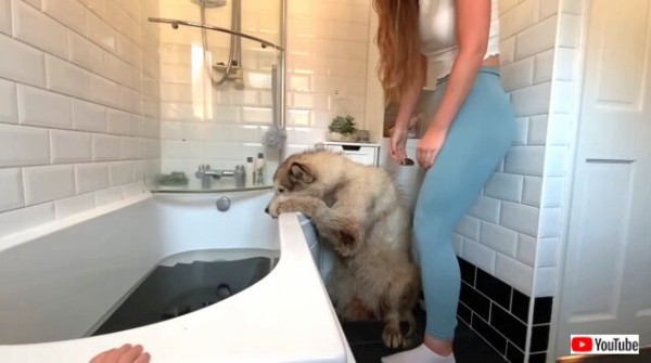 マラミュートは筋金入りの風呂嫌い どうしてもバスタイムを拒否したい犬 マランダー