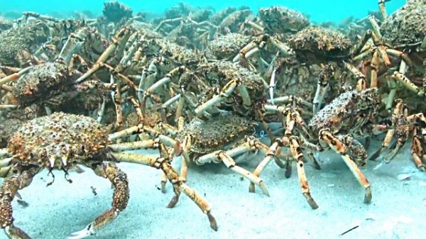 クモガニの大群はクモの子を散らすようにエイから逃げるのだ マランダー