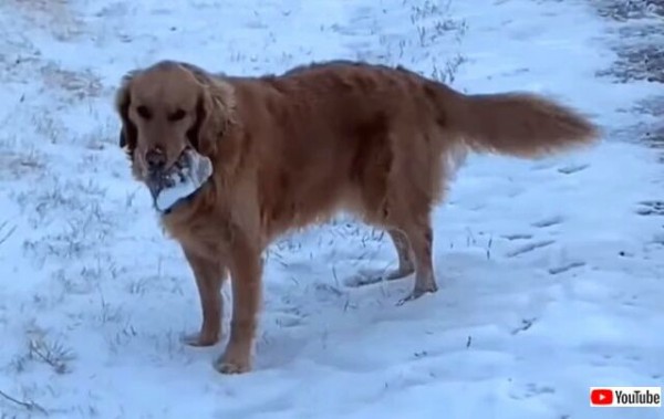 コレクター犬登場 石も積もれば山になる と あるモノを集め続ける犬のお話 マランダー