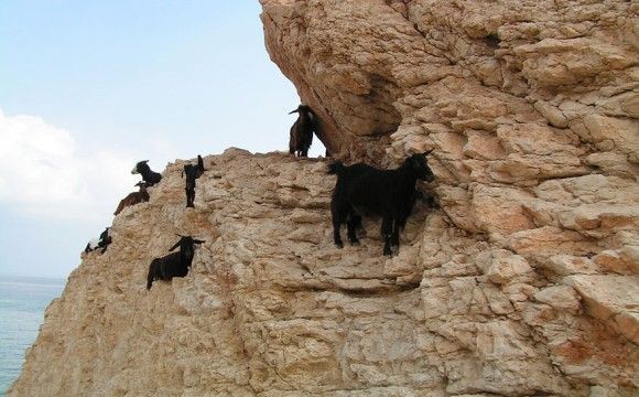 崖を登る山羊 ヤギの人🐐 on X: 