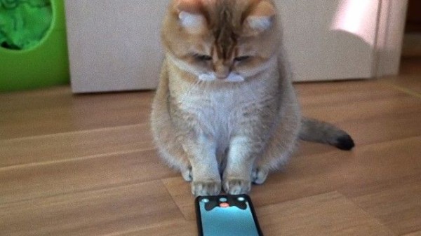あのロシアのおっとりキャットホシコさんにガールフレンド お友達に電話するホシコさん マランダー