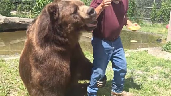 やっぱり蜂蜜大好きクマー もっとちょうだい とクマおじさんにねだりまくり マランダー