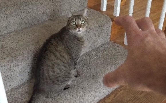 愛猫をくすぐりたいあなたへ 猫のお腹をくすぐってみた飼い主と猫のイチャコラ マランダー