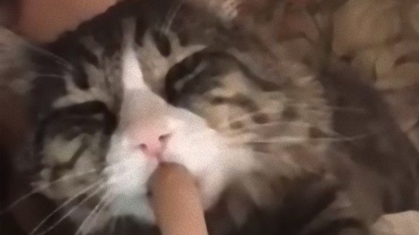 ゆびうめぇ 眠る前に毎晩飼い主の指をちゅうちゅうする猫のロミオさん マランダー