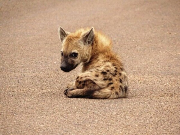 ハイエナのイメージが変わったかも 愛くるしい赤ちゃんズの姿が激かわゆす マランダー