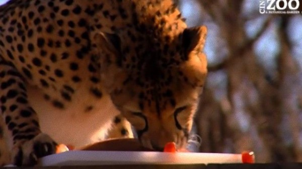 シンシナティ動物園のチーター ドニさん3歳のお誕生日を祝う マランダー