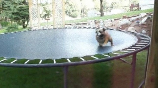 犬もヤギもミニブタも トランポリンを楽しむ動物たち総集編動画 マランダー