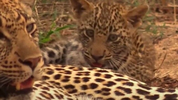 ヒョウの母さん 尻尾一本で赤ちゃんヒョウとじゃれじゃれ マランダー
