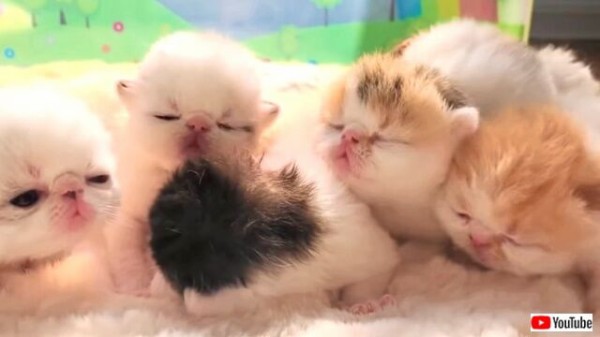 寒い夜だから毛玉のぬくもりを感じたい 子猫たちのカワイイ寝顔に癒されたい人集まれ マランダー