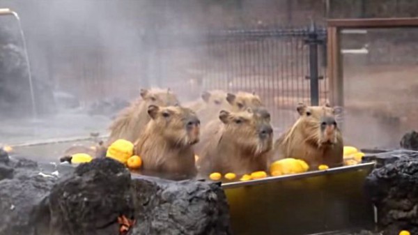 いいお湯だねえ あったかいねえ と 温泉スパでまったりくつろぐカピバラさん マランダー