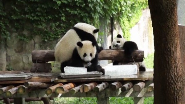 氷大好き スイカ大好き 動物園で過ごす動物たちの夏の過ごし方 マランダー