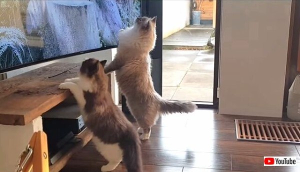 猫だから 鳥 って言葉には反応しちゃう 仲良くテレビを見るシンクロニシティ ラグドールズ マランダー