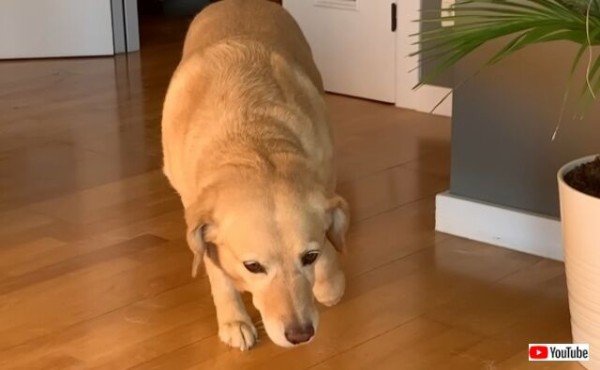 ここへ来なさい という声に愛犬しょんぼり ごめんなさい 悪いコトをしてご主人に呼ばれた犬の態度がプライスレス マランダー