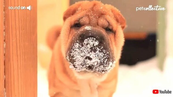 このしわくちゃな犬 な んだ もこもこ可愛いシャーペイの魅力にズームイン マランダー このしわくちゃな犬 な んだ もこもこ可愛いシャーペイの魅力にズームイン マランダー