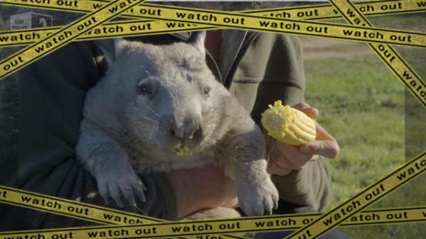 オレワイルドやし 食べてオナラ ワイルドでフリーダムなウォンバットさんの生活 マランダー