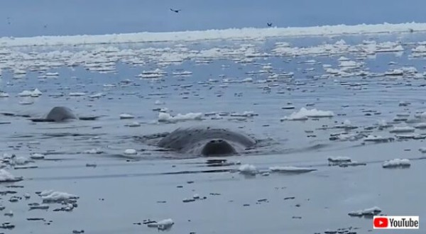 こんな間近で見られるなんて 暗く冷たい北極の海を静かに泳ぐ ホッキョククジラの撮影に成功した マランダー