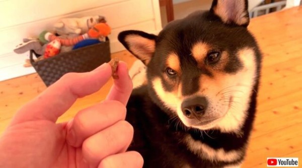 愛犬に芸を 仕込もうとしたけどあきらめた 黒柴の 勉強きらいオヤツ欲しい なまなざしが可愛い マランダー