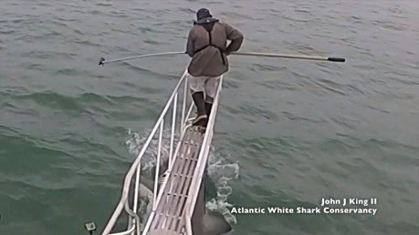 足元から思いっきりガブリンチョ ニンゲンを狙ってジャンプするホオジロザメの恐怖 マランダー