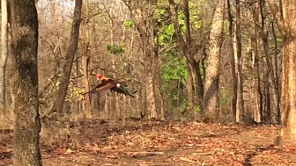 どうせニワトリは飛べないだろうって いえいえ 野生のニワトリは飛ぶんですよ マランダー