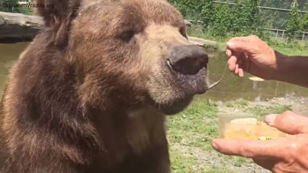 やっぱり蜂蜜大好きクマー もっとちょうだい とクマおじさんにねだりまくり マランダー