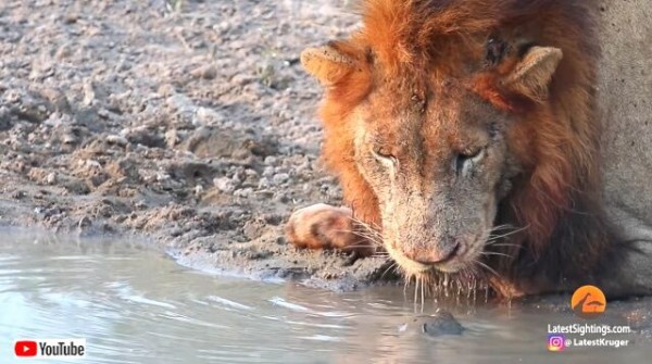 亀とライオン？「何だ、この変な生き物は？」水を飲むライオンの