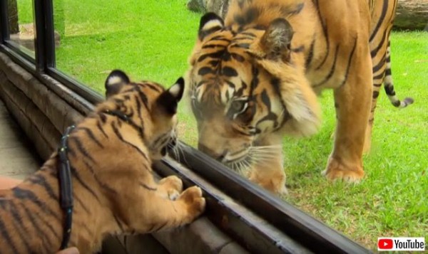 子トラと大トラ ご対面 人に育てられた子トラ はじめて大人のトラにごあいさつする マランダー
