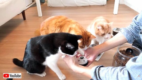 3匹の猫たちの「オヤツちょうだい！」ベルを鳴らすアレをジュンさんが