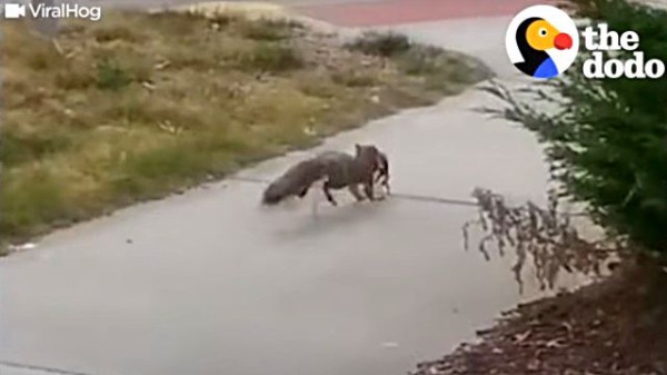ガンバレ動物のお母さんたち 母の日だから 子供のために一生懸命なお母さんたちを見てみよう マランダー