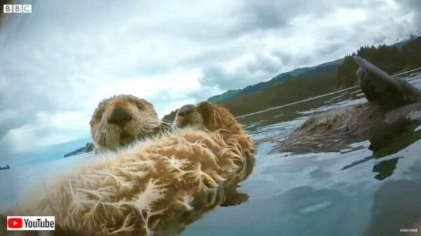 スパイカメラが映し出す氷河とラッコと海藻と 北の海に春が来るとこんな危険もやってくる マランダー