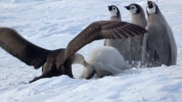 ヒナを守るのはおいらの役目 その時救世主が現れた 南極ペンギンヒナ物語 マランダー