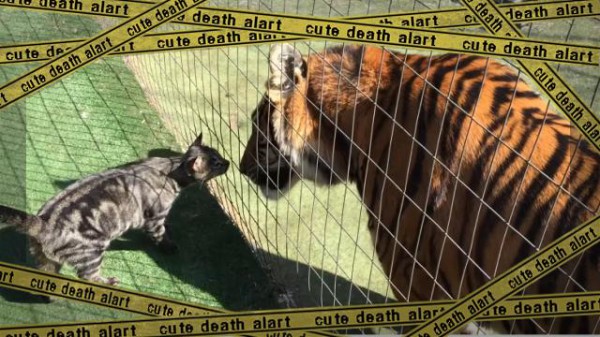 キスは挨拶。トラと猫を飼っているお宅の日常がうっかりヘブンリー ..., 画像サイズ:600x337