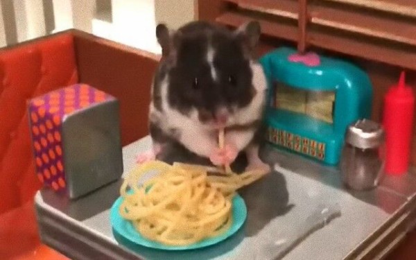 ご飯を食べるハムスターをドールハウスに置いてみた するとこんなにキュートな空間ができちゃった マランダー