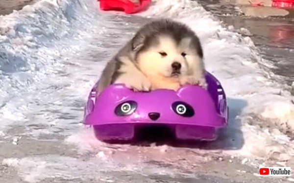 可愛い に季節なんて関係ない キュート過ぎるもこもこマラミュートの子犬たち マランダー