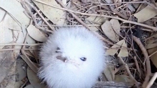 ふわふわかわいいガマグチヨタカのヒナ ご両親と一緒に一歩ずつ成長中 マランダー ふわふわかわいいガマグチヨタカのヒナ ご両親と一緒に一歩ずつ成長中 マランダー