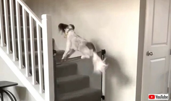 愛犬のジャンプ力の前には無力だった 階段に設置したゲートを軽々とを飛び越える犬 マランダー