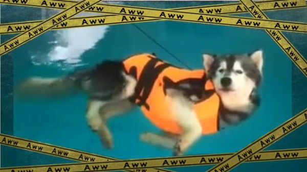 またやったハスキー犬 プカプカ えーやん 水泳教室に来て泳がずバカンスするハスキー犬の所業 マランダー