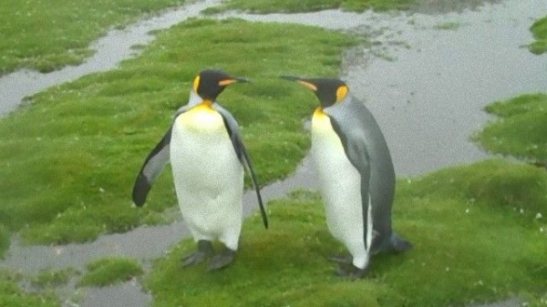 飛びたい けど飛べない 水たまりを前にしり込みするペンギンのジレンマこのあとすぐ マランダー